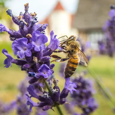 Gl. Avernaes Sinatur & Konference Hotel Ebberup