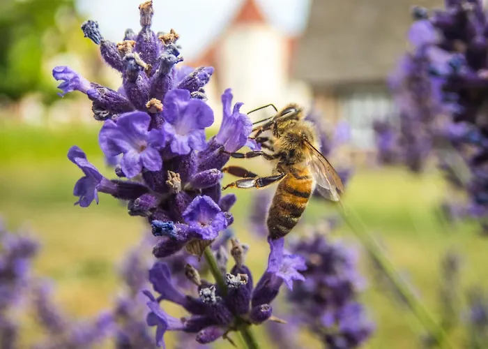 Gl. Avernaes Sinatur & Konference Ξενοδοχείο Ebberup